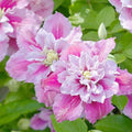 Double Pink White Clematis Seeds | Perennial Climbing Flower Seeds | Clematis spp.