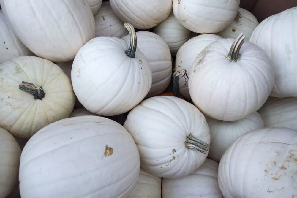 Blanco White Pumpkin Seeds 10 Pack | White Jack-O-Lanterns Cucurbita pepo | Halloween Decor & Garden Planting