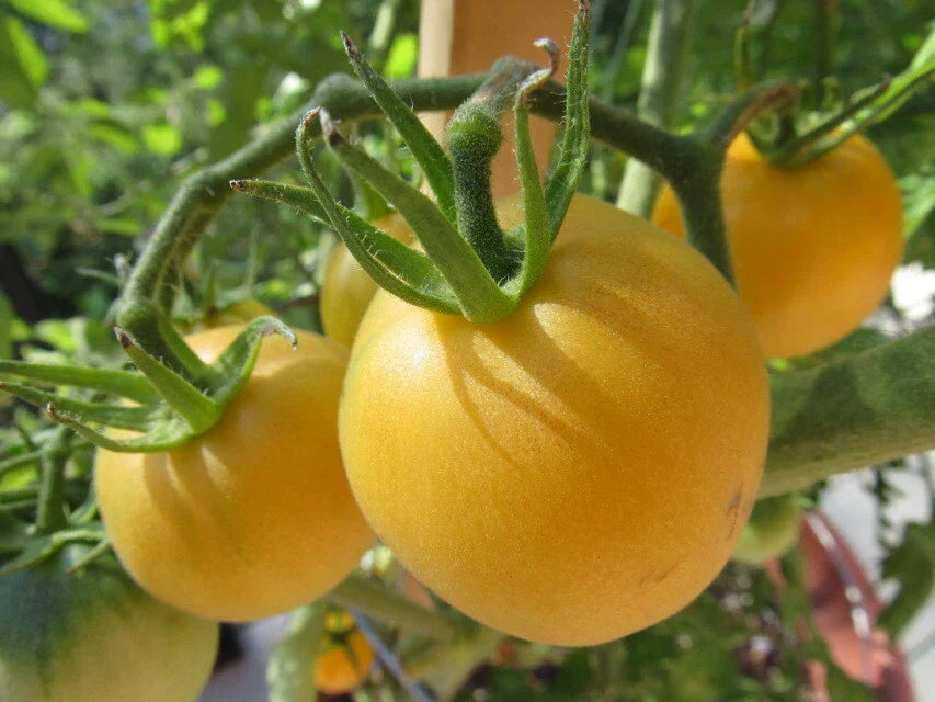 Garden Peach Tomato Seeds - 30 Non-GMO Heirloom Solanum lycopersicum for Organic Gardening