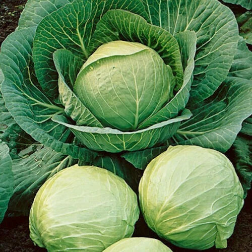 Cabbage Seeds 200+ Heirloom Early Round Dutch Non-GMO Brassica oleracea vegetable seeds