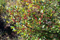 Winterberry Seeds 100pcs for Planting Ilex verticillata Native Deciduous Shrub for Garden