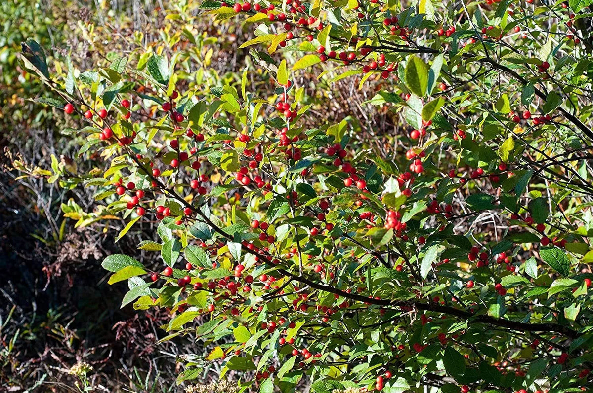 Winterberry Seeds 100pcs for Planting Ilex verticillata Native Deciduous Shrub for Garden