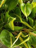 Philodendron Brasil Cordatum Indoor Houseplant - Trailing Heart Leaf Variegated Pothos