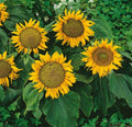 Dwarf Sunflower Seeds - 12-Inch Heads, Non-GMO, Sunspot Variety, Helianthus annuus, Perfect for Small Gardens & Containers