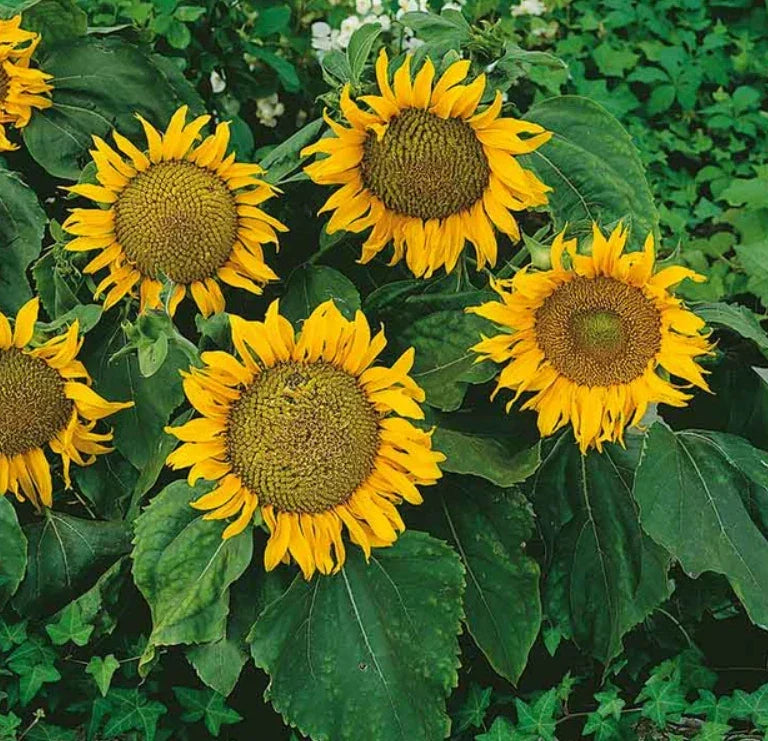 Dwarf Sunflower Seeds - 12-Inch Heads, Non-GMO, Sunspot Variety, Helianthus annuus, Perfect for Small Gardens & Containers