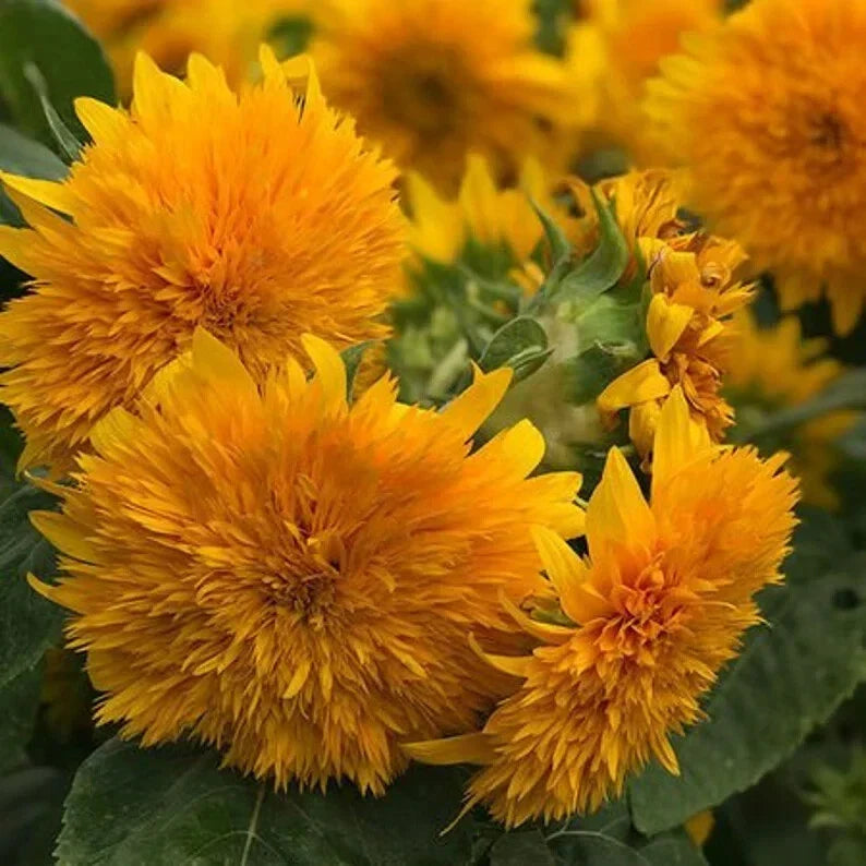 Organic Goldy Double Sunflower Seeds – Helianthus annuus, 20 Pack, Vibrant Gold Blooms, Non-GMO, USA Grown, Free Shipping