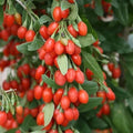 Goji Berry Bush Plant 1-2 ft Tall Lycium barbarum Superfood Fruiting Shrub in Small Pot