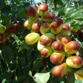 Jujube Cuttings 10+ Sherwood Variety Chinese Red Date Ziziphus jujuba for Home Garden & Orchard