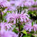 Wild Bergamot Seeds 1000 Pack, Monarda fistulosa, Bee Balm for Pollinators, Butterfly & Bee Attractant