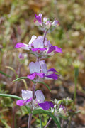 Collinsia Heterophylla Seeds - 10,000 Non-GMO Flowering Wildflower Seeds for Gardens, Borders & Containers