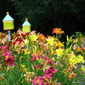 Mixed Color Daylily Live Starter Bare Root Plants Set of 2 - Hemerocallis, Easy Care Perennial Garden Flowers