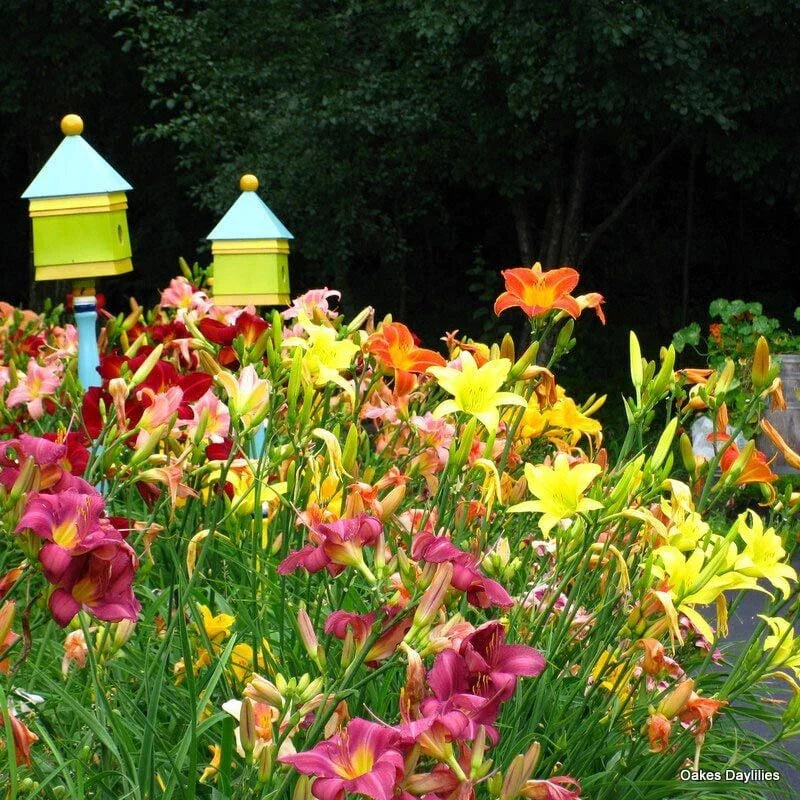 Mixed Color Daylily Live Starter Bare Root Plants Set of 2 - Hemerocallis, Easy Care Perennial Garden Flowers