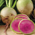 Watermelon Radish Seeds | Heirloom Non-GMO Raphanus sativus | Pack of Seeds for Home Garden, Salad, and Pickling