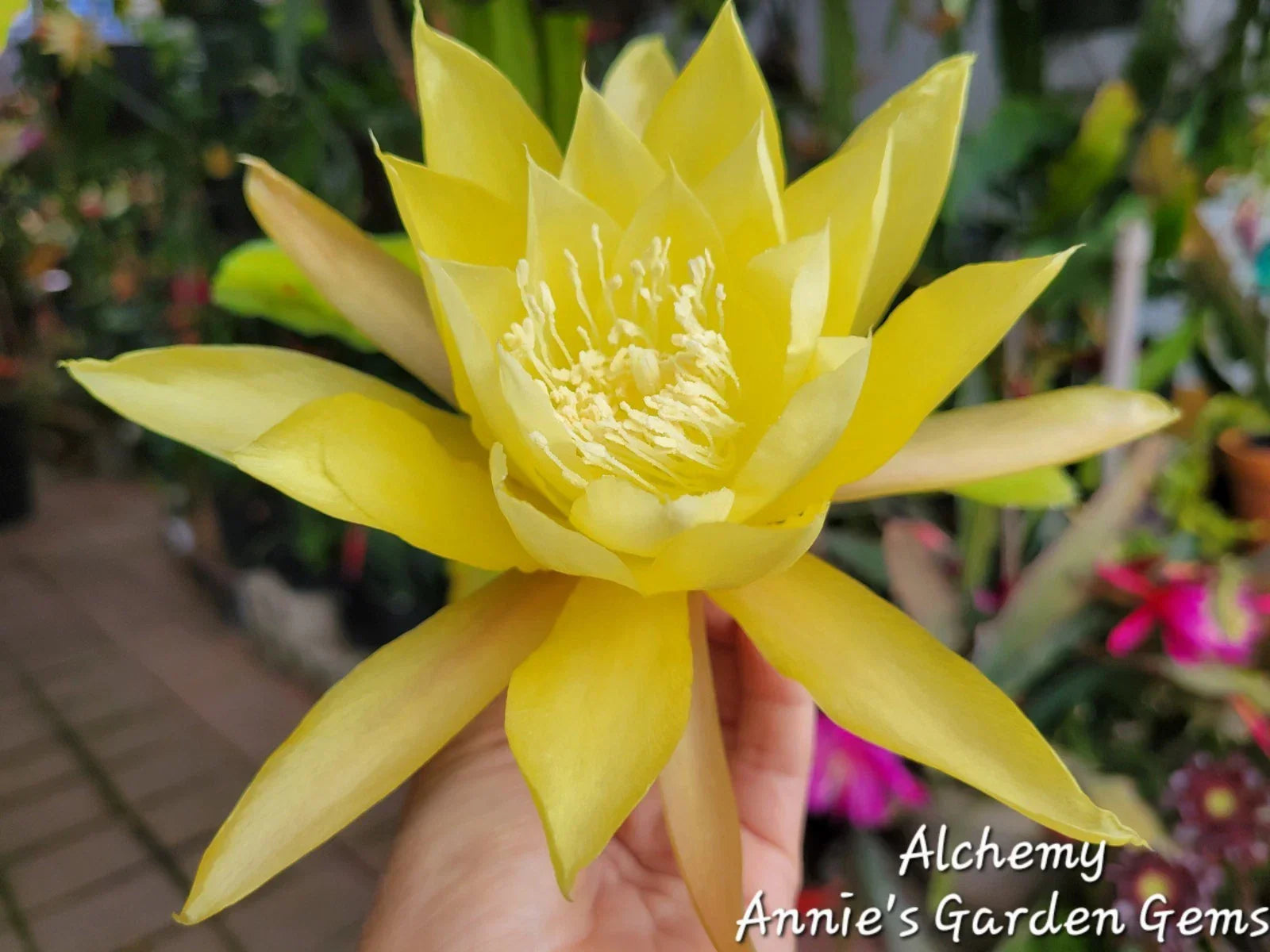 Epiphyllum Alchemy Unrooted Cuttings 8-10 inches - Epiphyllum spp.