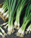 White Lisbon Onion Seeds - Non-GMO Heirloom Bunching & Scallion - Allium fistulosum - 500+ Seeds for Fresh Culinary Use