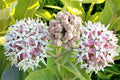 Showy Milkweed Seeds 50 Pack - Asclepias speciosa Native Pollinator Plant Butterfly Attractant Perennial Wildflower