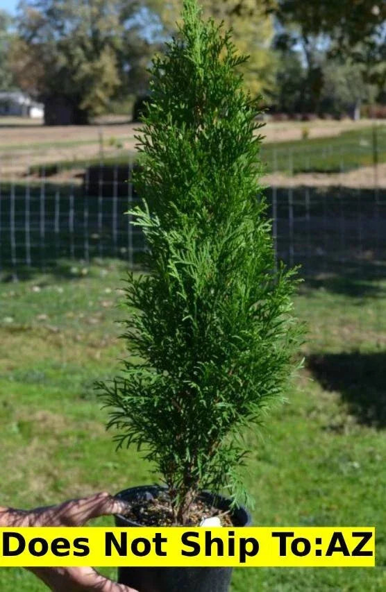 Emerald Green Arborvitae Plant 1-2 ft | Thuja Occidentalis Evergreen Shrub