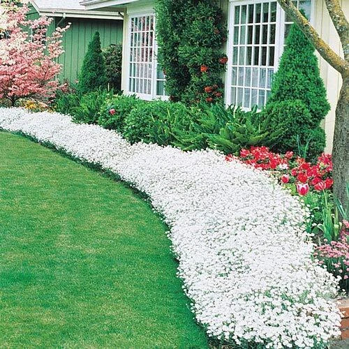 Snow in Summer Seeds – Cerastium tomentosum Ground Cover, Carpet of Snow, 250+ Seeds for Borders & Rock Gardens