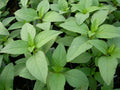 Lime Basil Seeds Packets - Hoary Basil, NON-GMO Herb Garden Starter, Ocimum basilicum var. citriodorum
