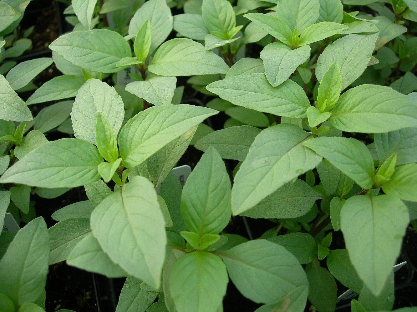 Lime Basil Seeds Packets - Hoary Basil, NON-GMO Herb Garden Starter, Ocimum basilicum var. citriodorum
