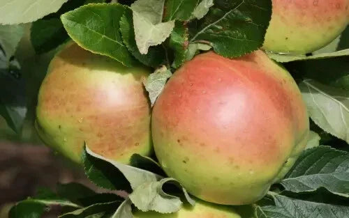Scotch Dumpling Apple Seeds - 25+ Pack for Gardening - Malus domestica Heirloom Variety - Backyard Orchard Planting