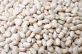 Navy Bean Seeds - 50 Count, White Kidney Beans, Phaseolus vulgaris, Bush Variety for Gardening & Cooking
