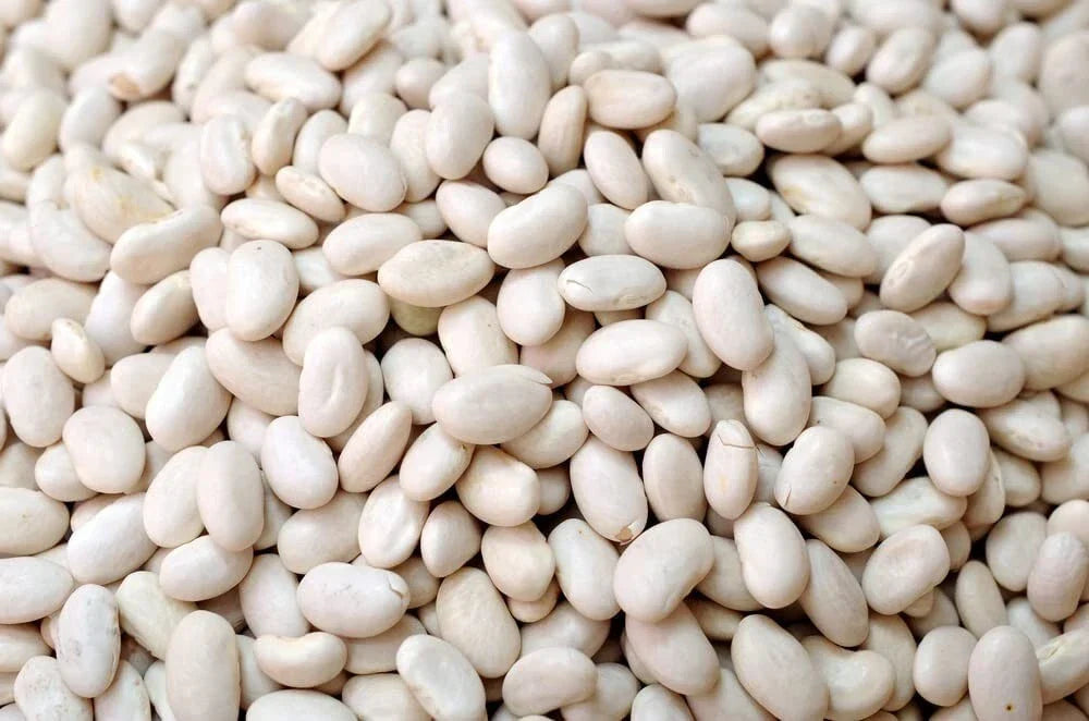 Navy Bean Seeds - 50 Count, White Kidney Beans, Phaseolus vulgaris, Bush Variety for Gardening & Cooking