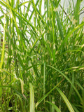 Porcupine Grass Potted Live Clumps Miscanthus sinensis 'Strictus' Ornamental Grass for Landscaping