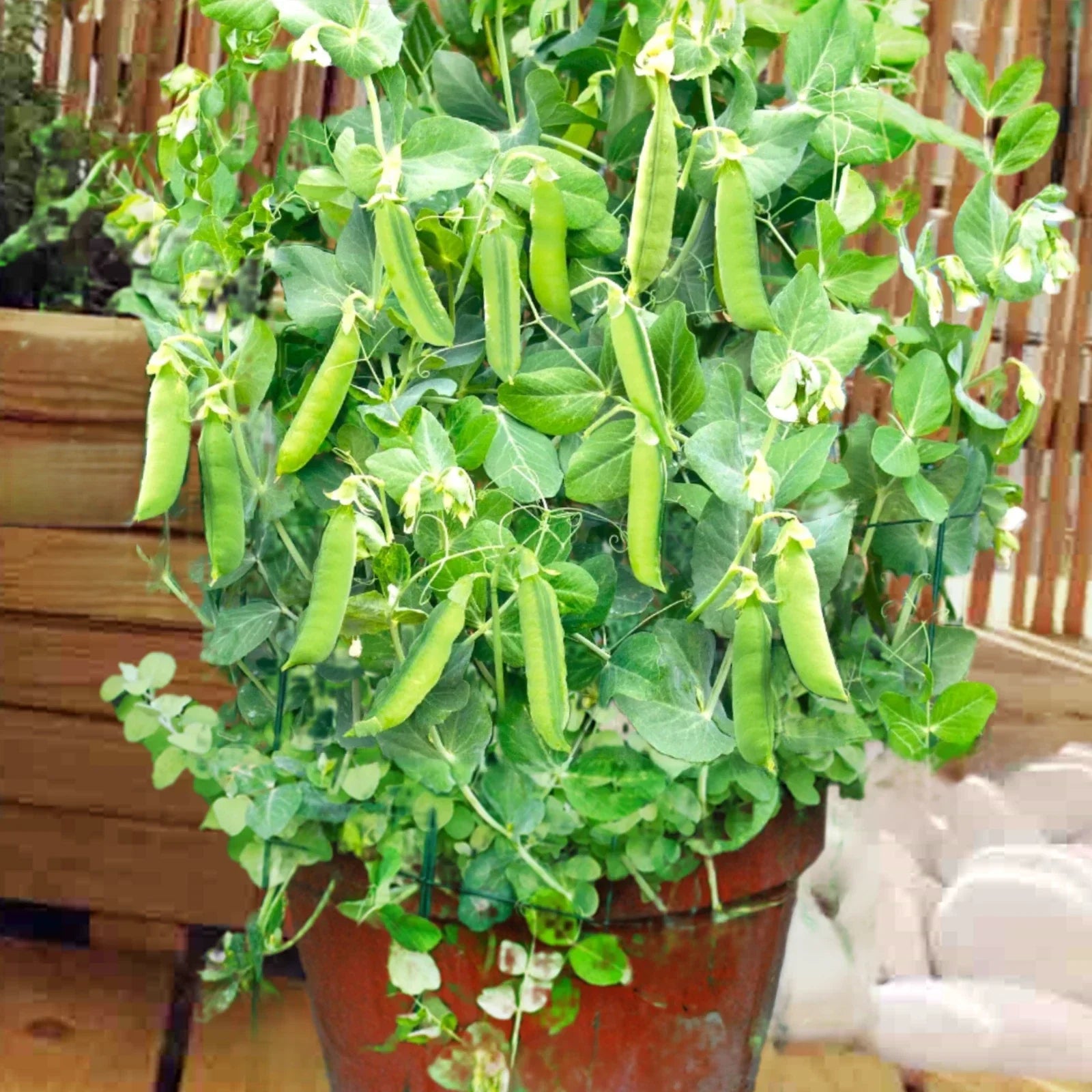 Patio Pride Snap Pea Seeds – Heirloom Fast-Growing Bush Peas for Container Gardens – Pisum sativum Seed Packet