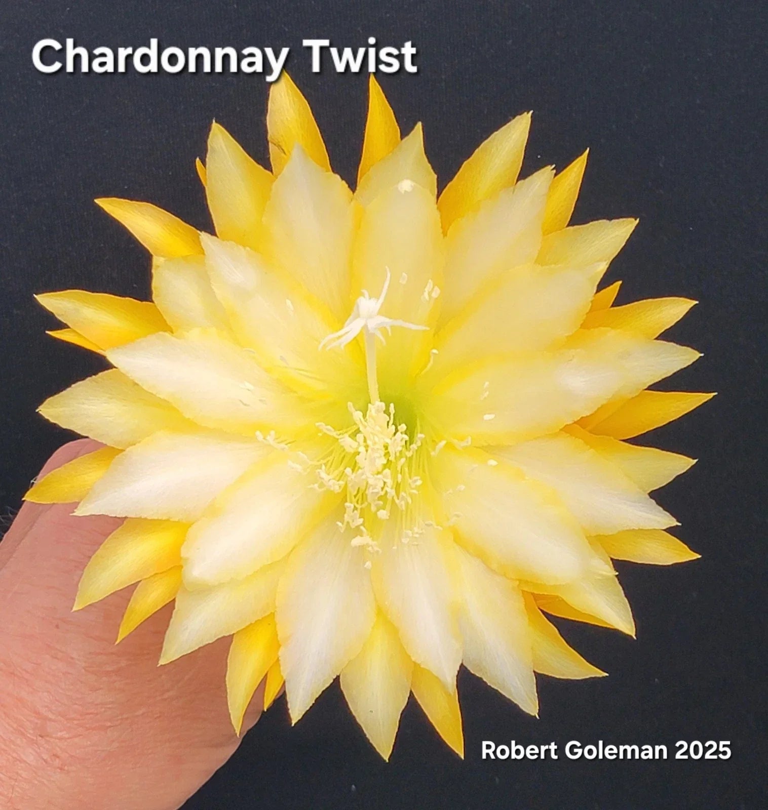 Unrooted Epiphyllum 'Chardonnay Twist' Cutting | Rare Orchid Cactus | Unique Twisting Foliage | Epiphyllum 'Chardonnay Twist'