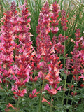 Coral Hyssop Seeds - Agastache Perennial Flower Seeds - Vibrant Color, Attracts Pollinators, 100 Seeds, Full Sun, Well-Drained Soil