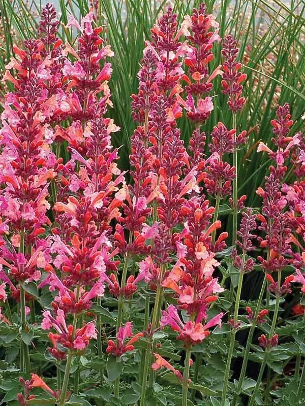Coral Hyssop Seeds - Agastache Perennial Flower Seeds - Vibrant Color, Attracts Pollinators, 100 Seeds, Full Sun, Well-Drained Soil