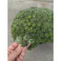 Deuterocohnia brevifolia Cuttings - Rare Tropical Succulent for Propagation & Gardening