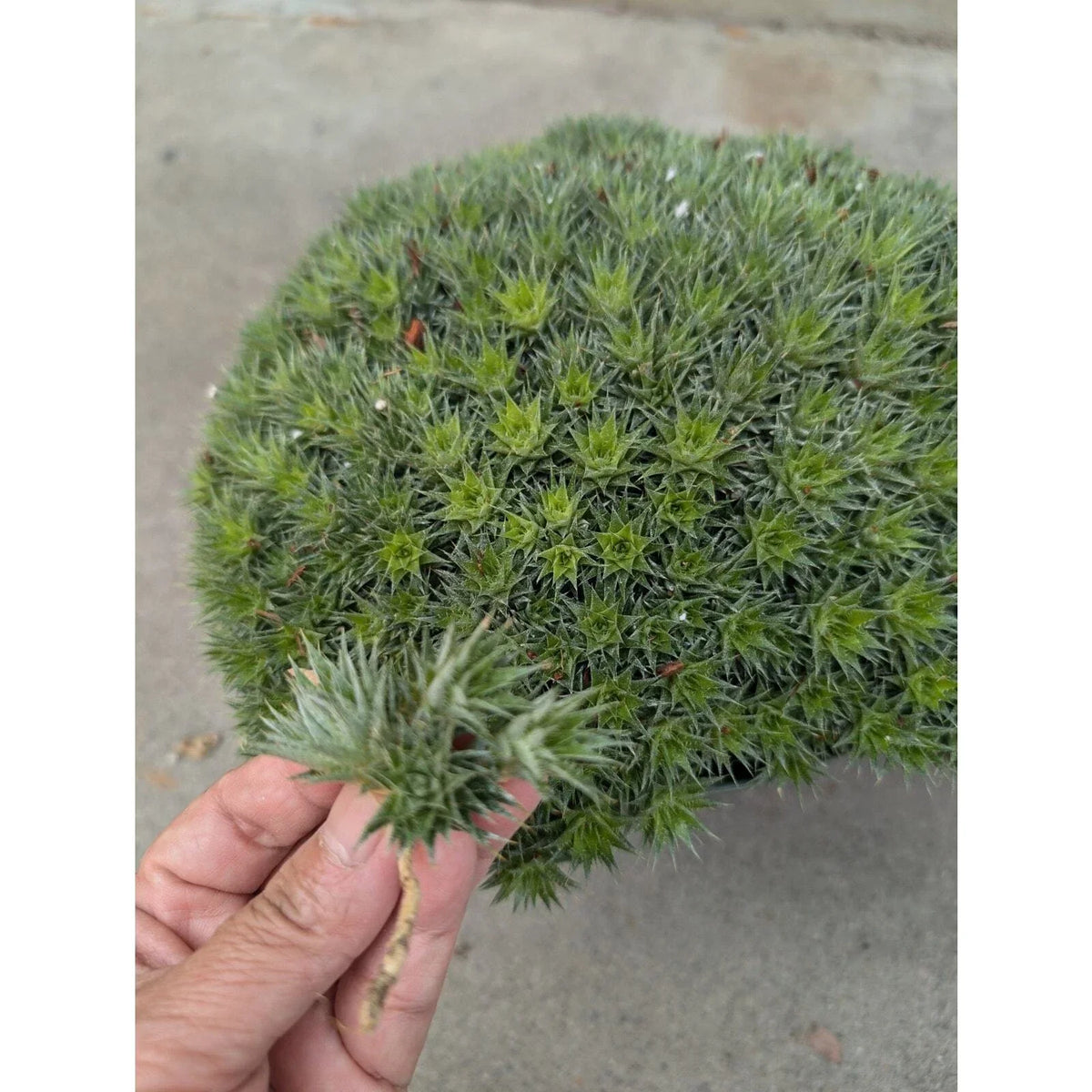 Deuterocohnia brevifolia Cuttings - Rare Tropical Succulent for Propagation & Gardening