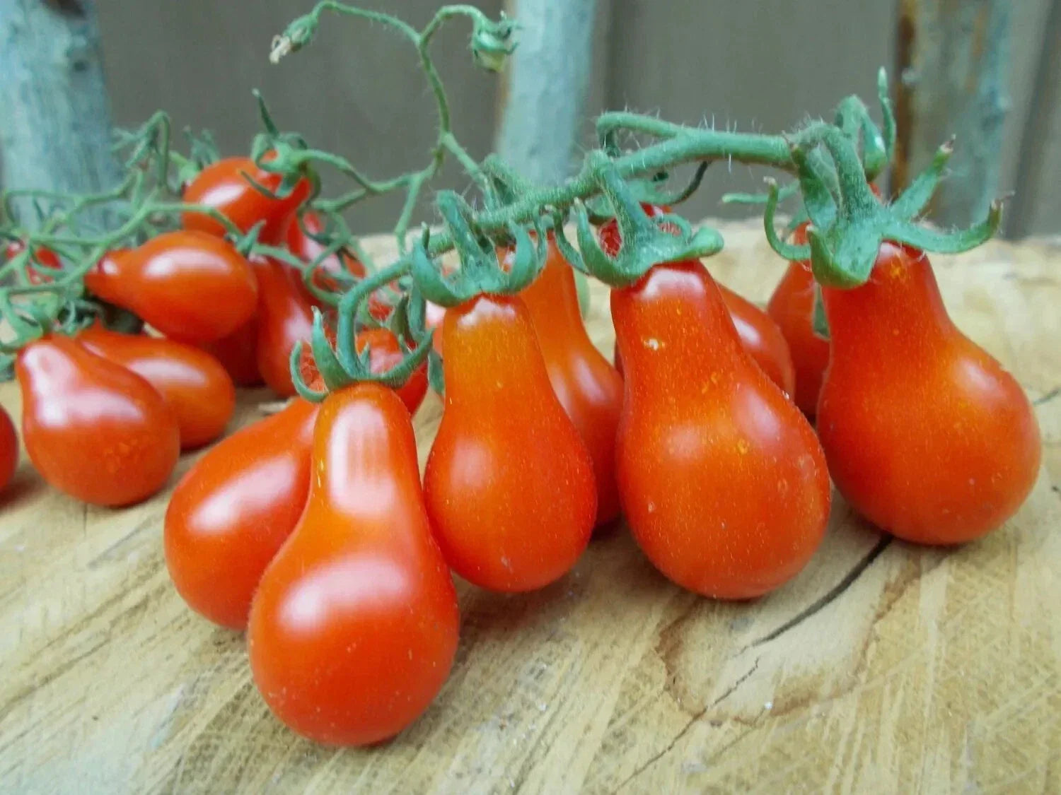 Red Pear Tomato Seeds - Heirloom Non-GMO Organic Seeds for Home Gardening, Solanum lycopersicum