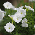 White Mexican Petunia Plants - 10 pcs Rooted in Pot - Ruellia brittoniana - Garden Flowering Plants for Borders & Landscapes