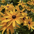 Black Eyed Susan Seeds - Rudbeckia Hirta, Vibrant Yellow Flowers, Perennial, 200+ Seeds for Gardens, Borders & Wildflowers