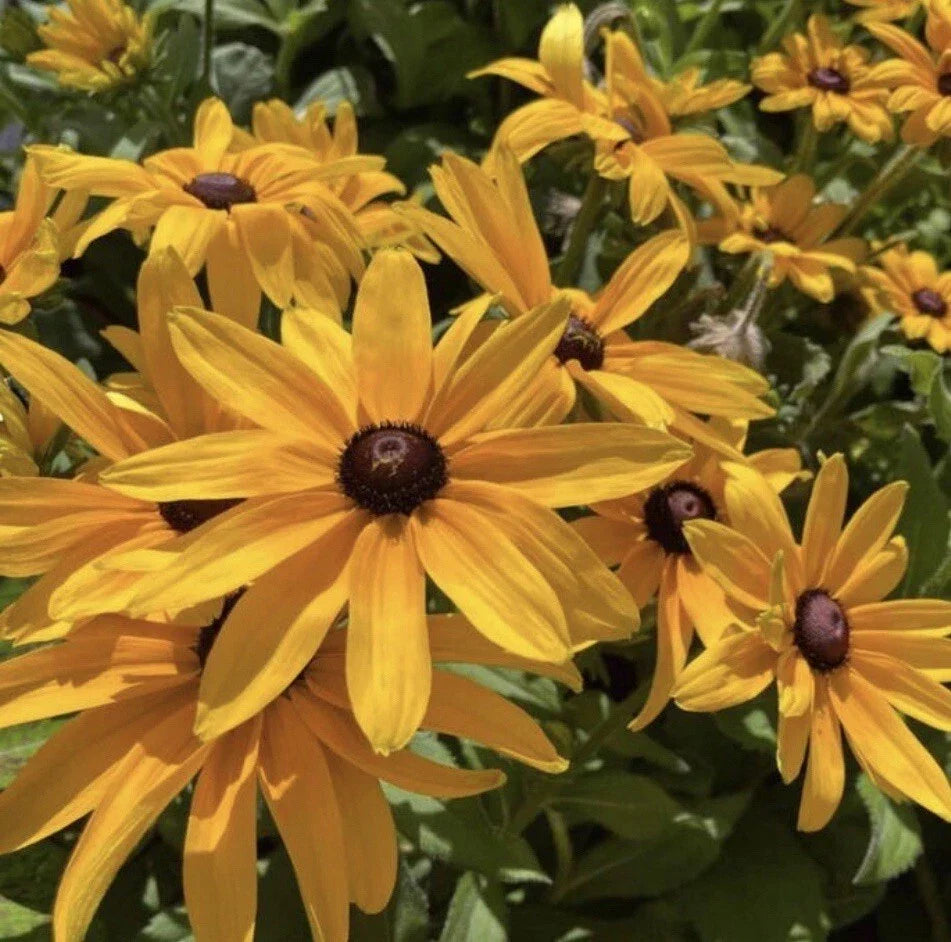 Black Eyed Susan Seeds - Rudbeckia Hirta, Vibrant Yellow Flowers, Perennial, 200+ Seeds for Gardens, Borders & Wildflowers