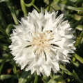 White Bachelor Button Seeds - 1000+ Non-GMO Centaurea cyanus for Garden, Wildflower, Cut Flower, Pollinator Attractant