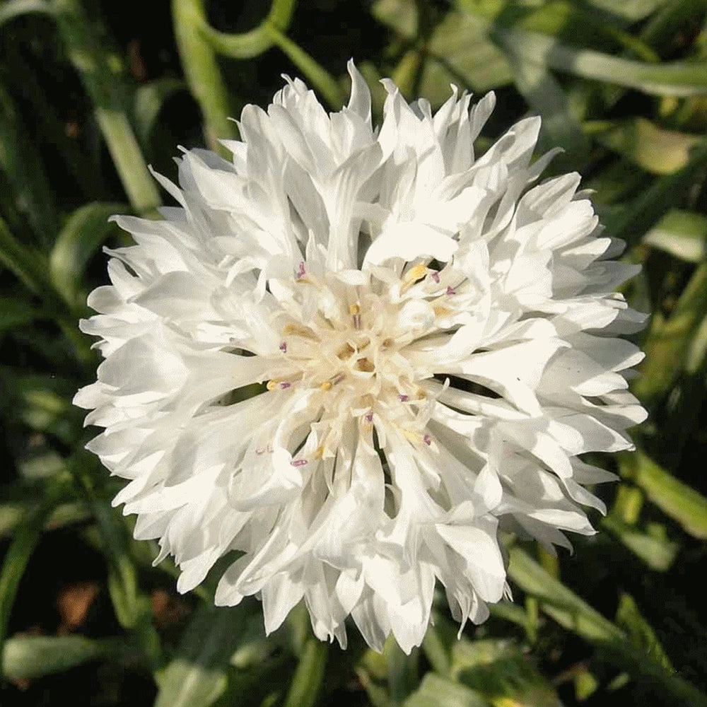 White Bachelor Button Seeds - 1000+ Non-GMO Centaurea cyanus for Garden, Wildflower, Cut Flower, Pollinator Attractant