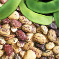 Jackson Wonder Lima Bean Seeds - Speckled Baby Butter Beans - Phaseolus lunatus - Non-GMO, High Germination, Container Gardening