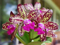 Exotic Orchid Plant 4-Inch Rhyncholaeliocattleya Yuan Dung Python “Passion Fruit” Hybrid for Indoor & Outdoor Decor
