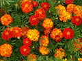 Marigold Seeds - French Sparky Mix, Tagetes patula, Annual Flowers, Vibrant Orange, Yellow & Red Blooms, 150+ Seeds