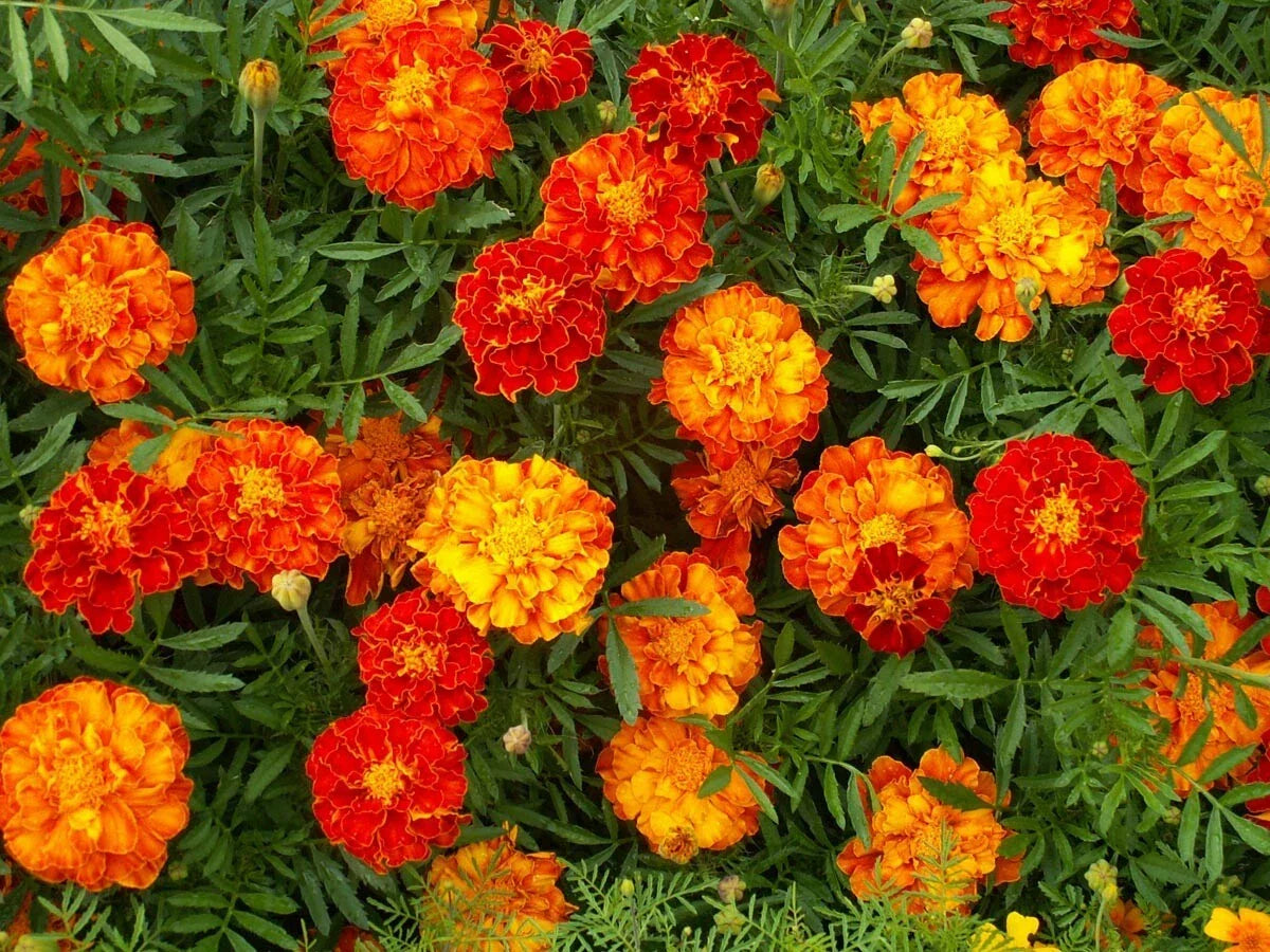 Marigold Seeds - French Sparky Mix, Tagetes patula, Annual Flowers, Vibrant Orange, Yellow & Red Blooms, 150+ Seeds
