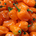 Habanero Pepper Seeds - 30+ Pack, Capsicum chinense, Hot & Fruity, Easy to Grow, Culinary Spice, Full Sun, Garden or Container