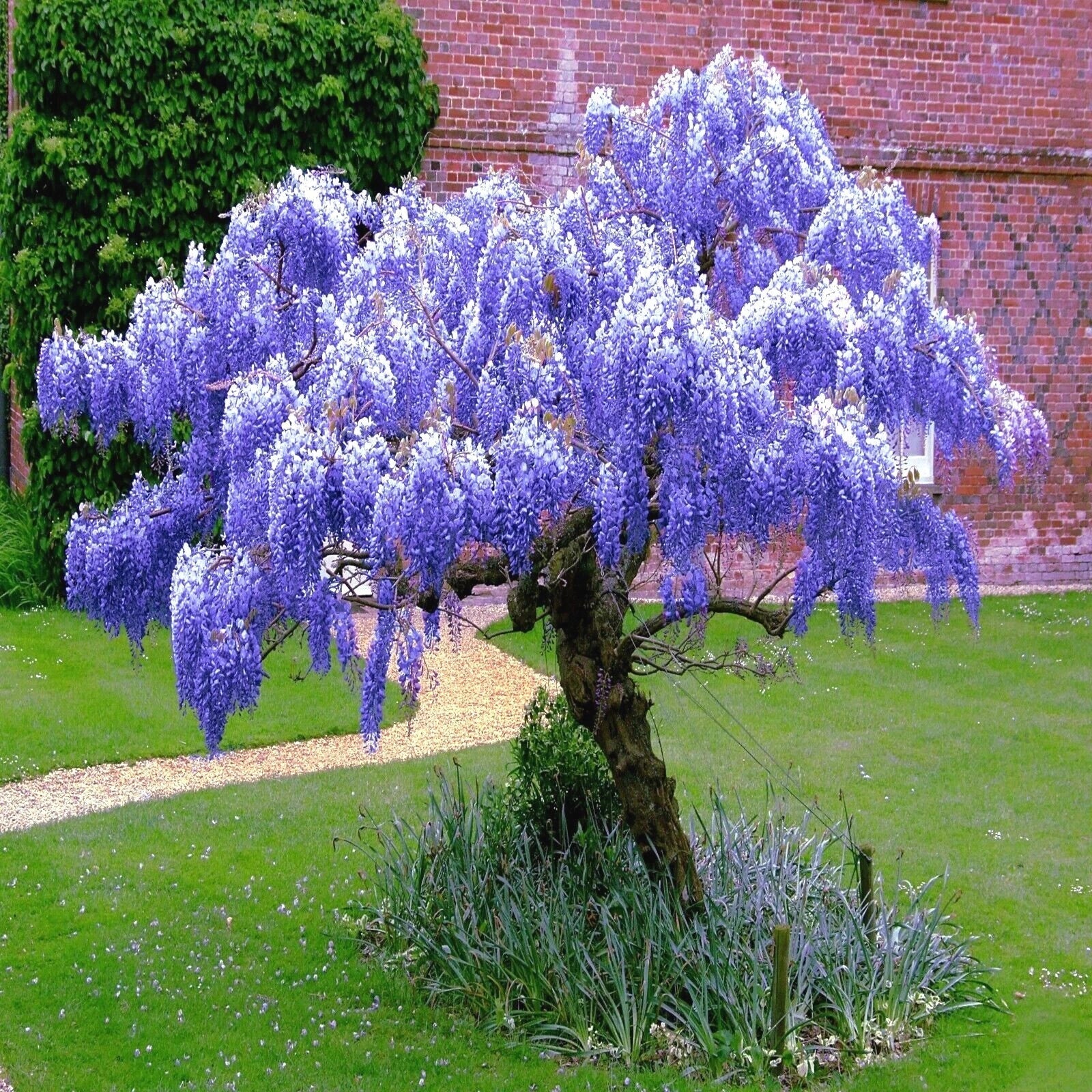Chinese Blue Wisteria Seeds - 10 Pack, Wisteria sinensis, Hardy Climbing Vine for Garden or Bonsai Planting
