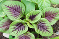 Striped Spinach Seeds - 500+ Heirloom Spinacia oleracea for Garden Planting in Iowa