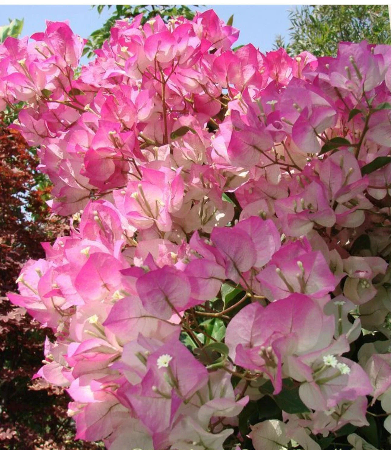 Cherry Blossom Bougainvillea Starter Plant - Small Rooted Plug, Climbing Bougainvillea glabra, Vibrant Cascading Blooms