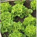 Oakleaf Lettuce Seeds - Non-GMO Heirloom Lactuca sativa Loose-Leaf Green Pack of 250+ Seeds