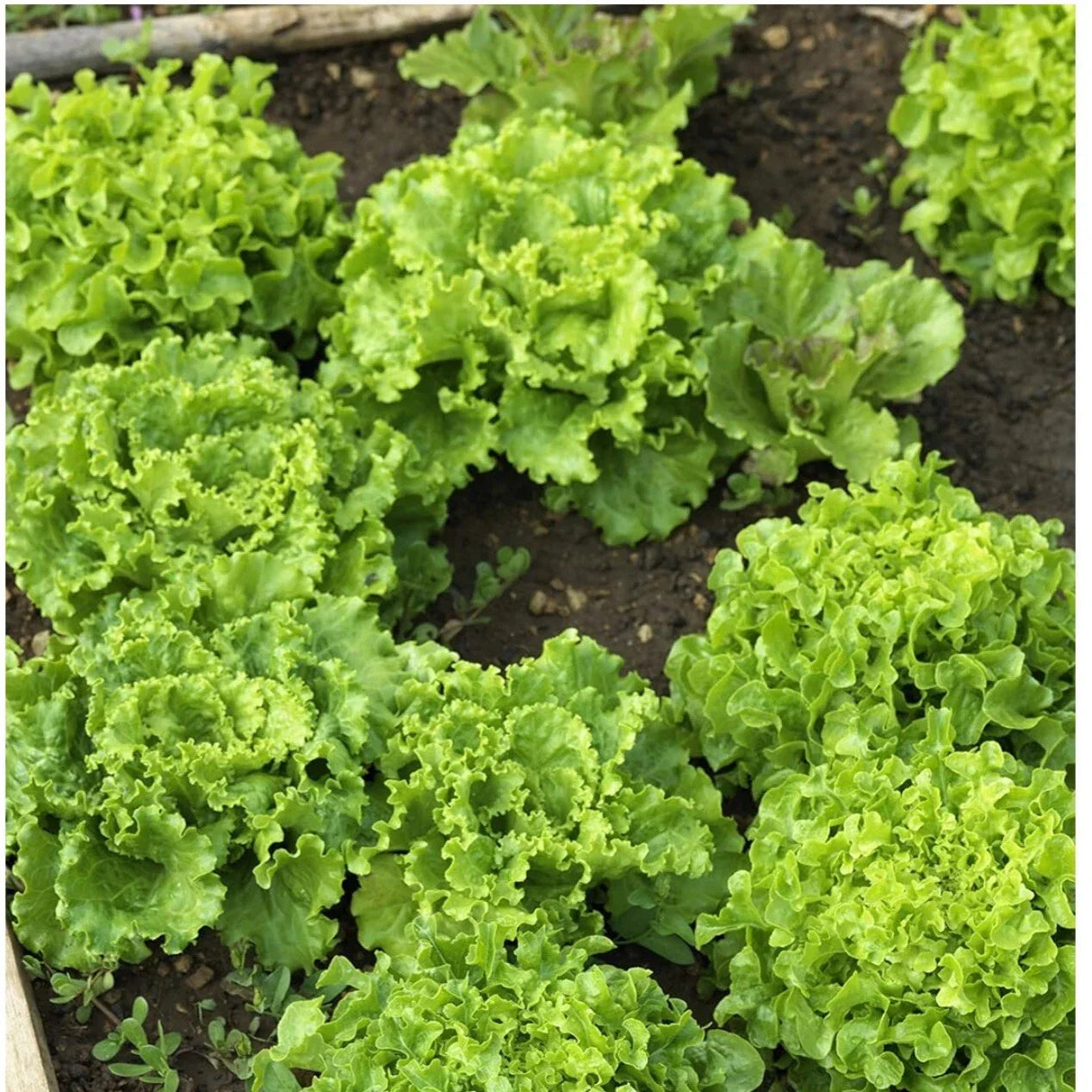 Oakleaf Lettuce Seeds - Non-GMO Heirloom Lactuca sativa Loose-Leaf Green Pack of 250+ Seeds